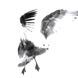 Drôles d'oiseaux